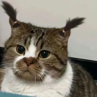 frank1q22