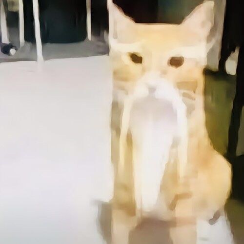 pussy