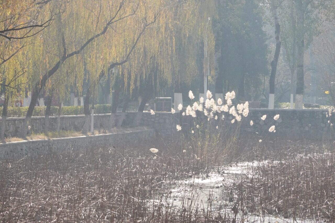 南开大学马蹄湖